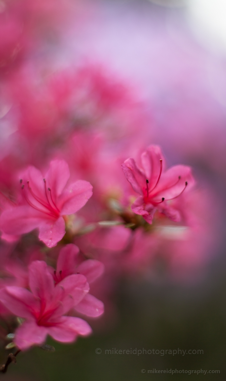 Pink Floral Azaleas Dream.jpg