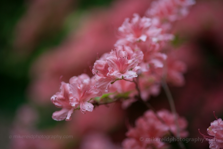 Pink Rhodies Blooms.jpg