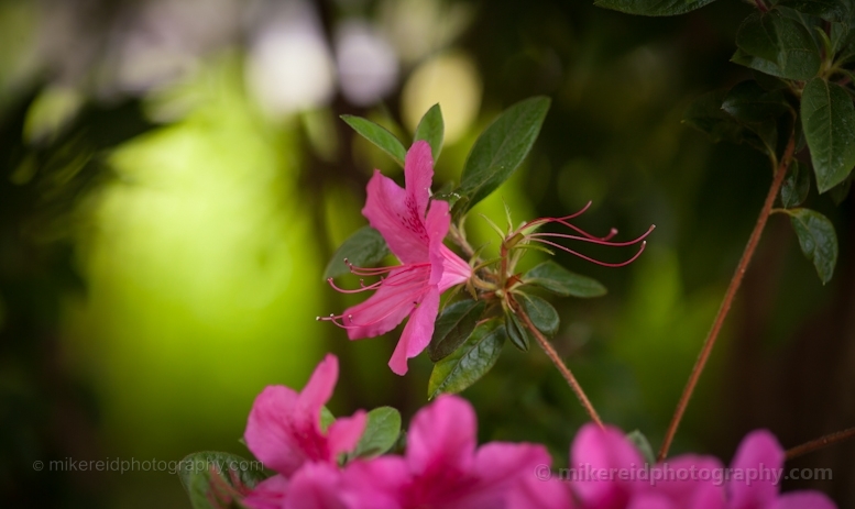 Pink Rhododendron Bokeh