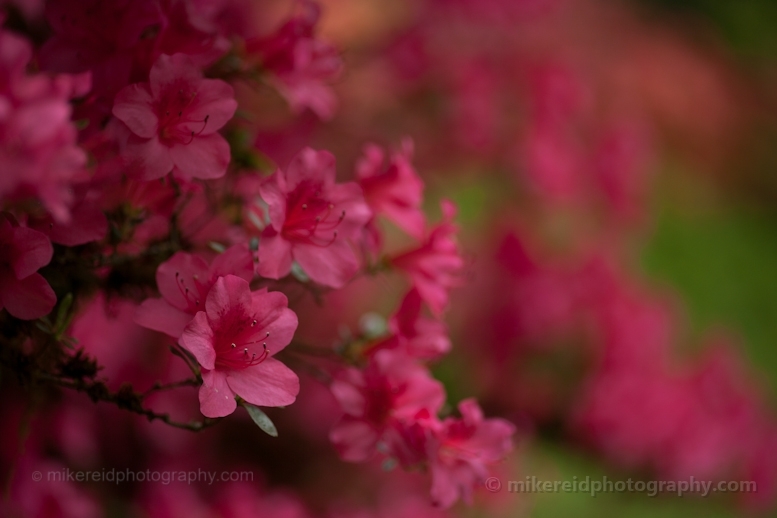Pink Rhododendron Fine Art Prints