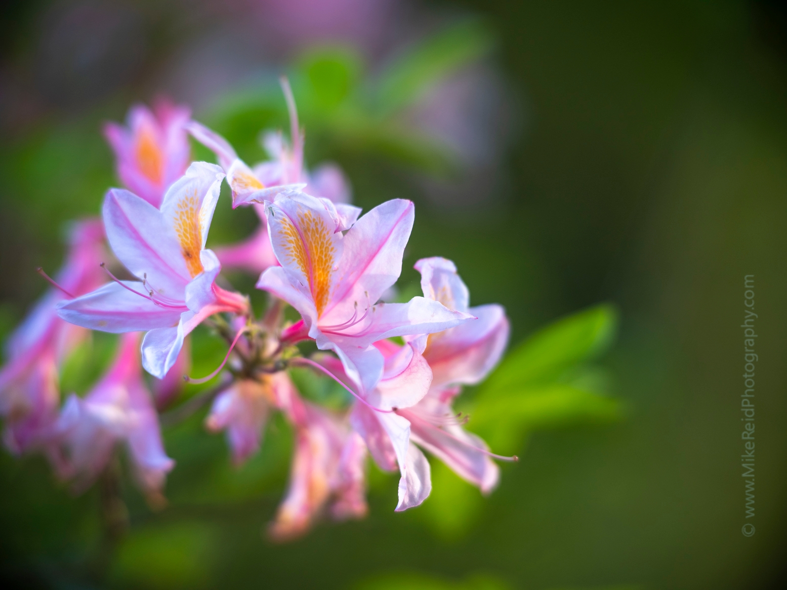 Pink and White Cluster of Azaleas.jpg 