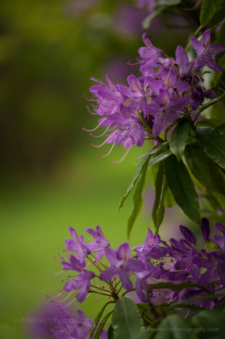 Purple Rhododendrons Hiram Seattle Locks