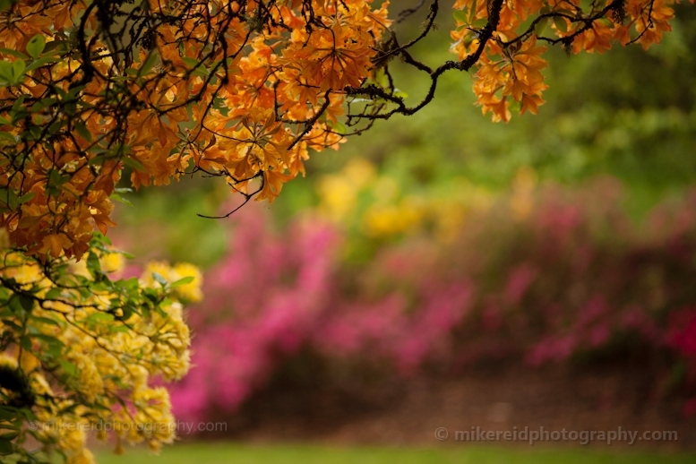 Rainbow of Rhododendrons