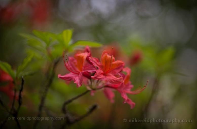 Red Rhododendrons Blooms