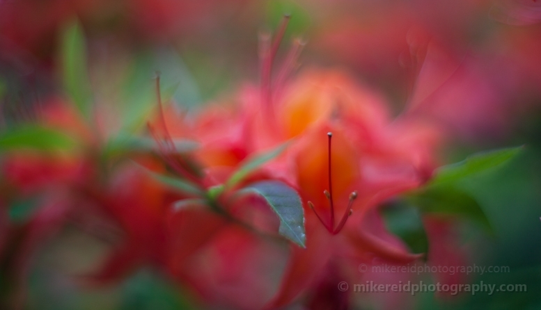 Rhododendron Dreams.jpg