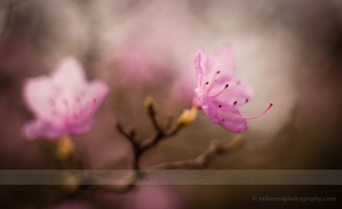 Rhododendron Dusk.jpg 