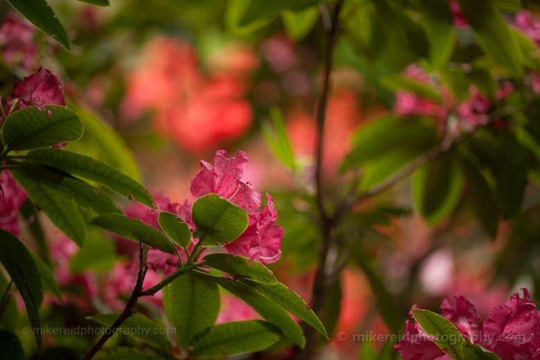 Rhododendron Leaves.jpg 