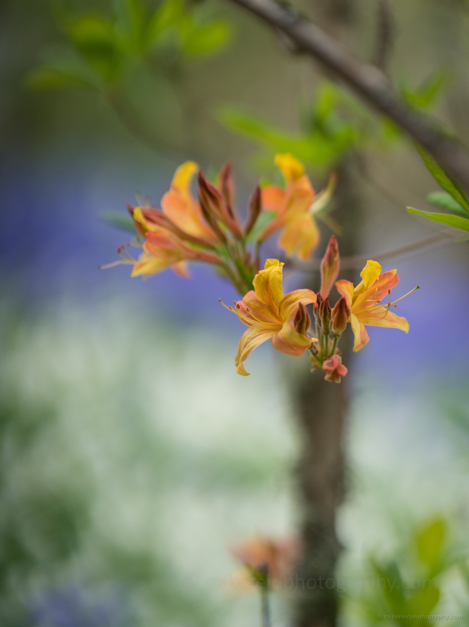 Rhododendron and Azaleas Photography A Few Golden Blooms