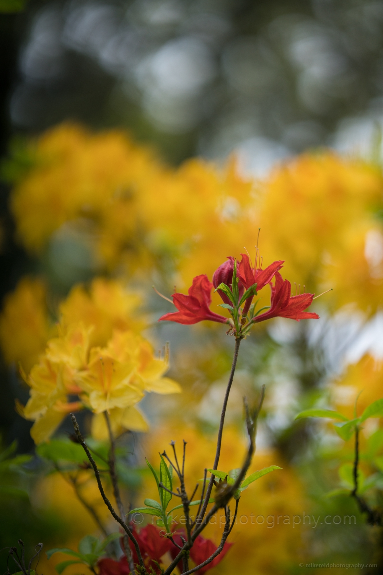 Rhododendron and Azaleas Photography A Solitary Red Bloom.jpg