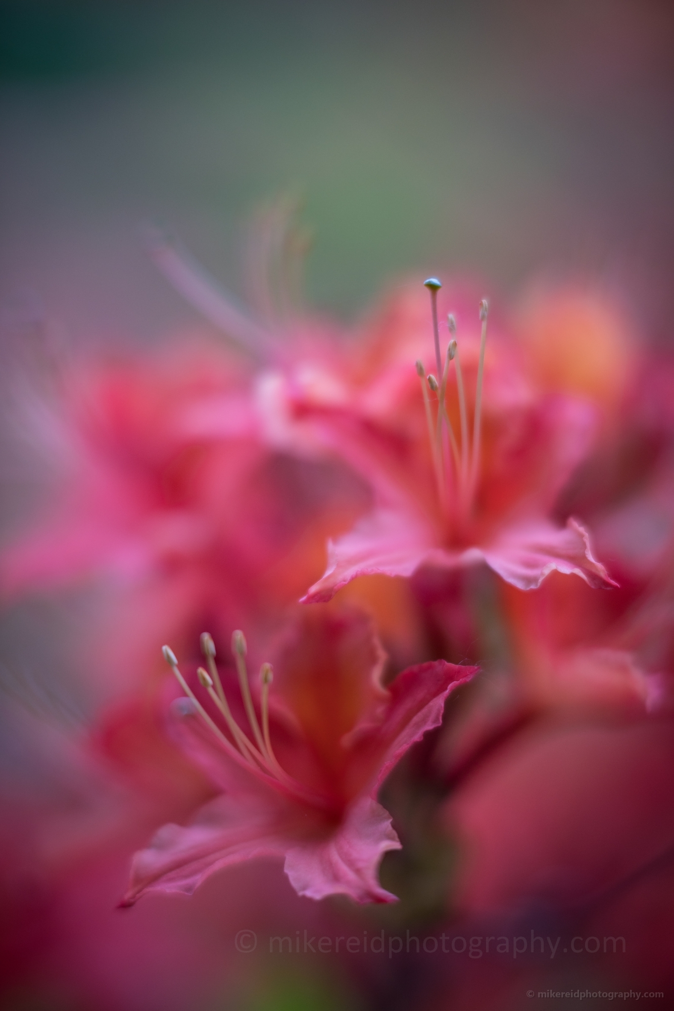 Rhododendron and Azaleas Photography Beautiful Closeup Details