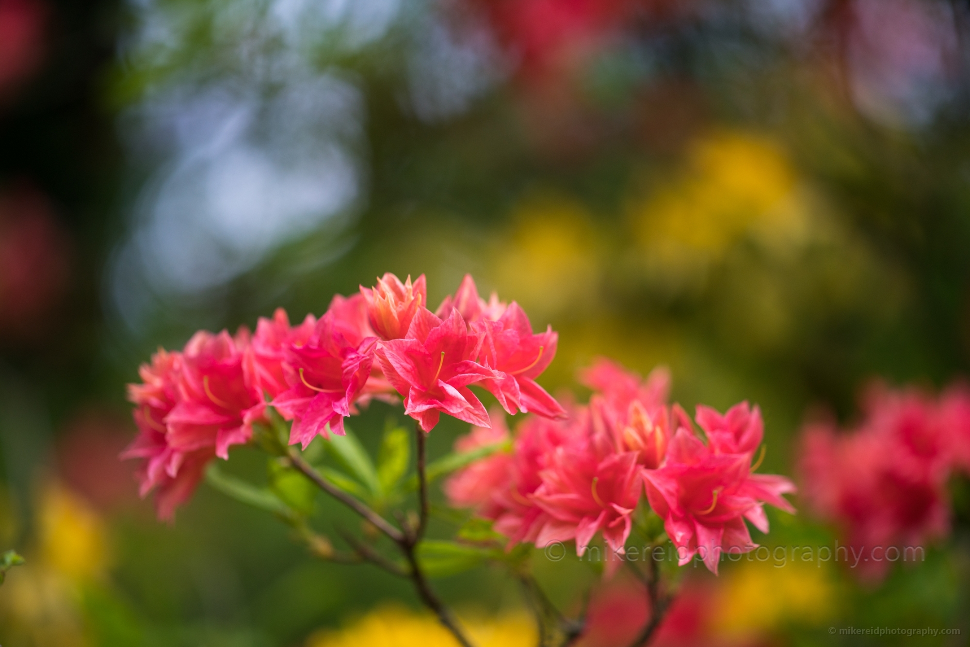 Rhododendron and Azaleas Photography Dark Pink Beauties.jpg