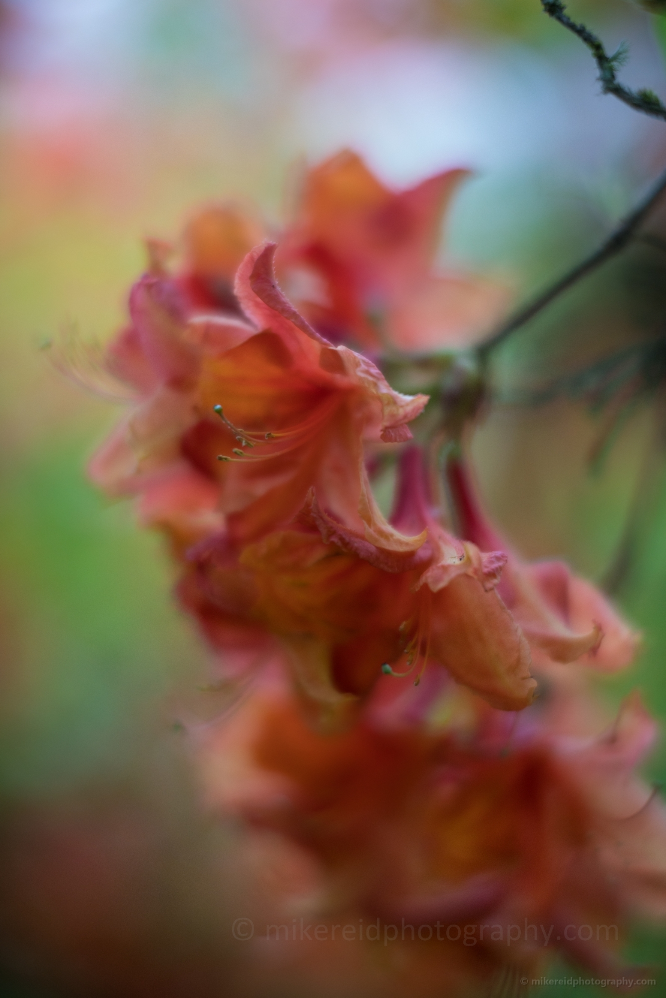 Rhododendron and Azaleas Photography Dusky Orange Blooms