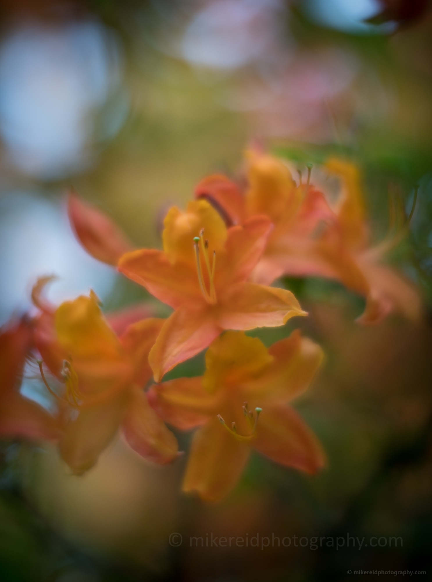 Rhododendron and Azaleas Photography Exbury Colors