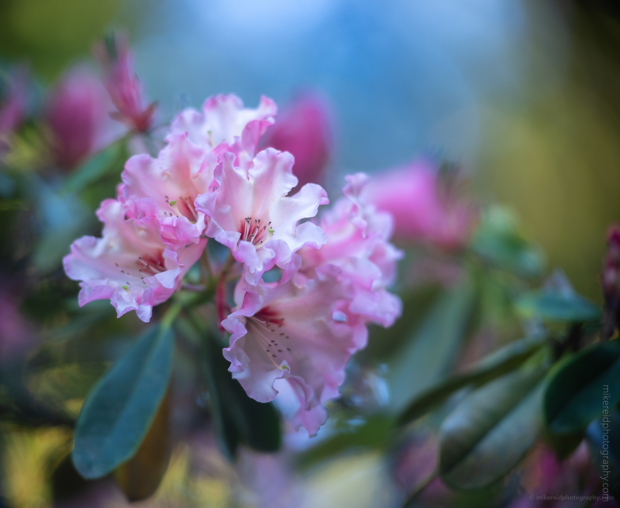 Rhododendron and Azaleas Photography Glorious Pink Rhodies.jpg
