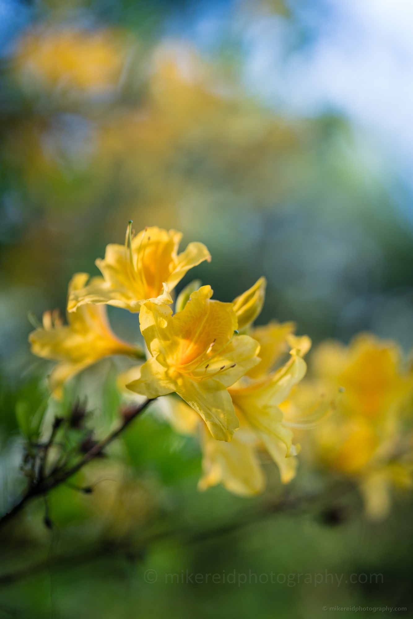 Rhododendron and Azaleas Photography Golden 