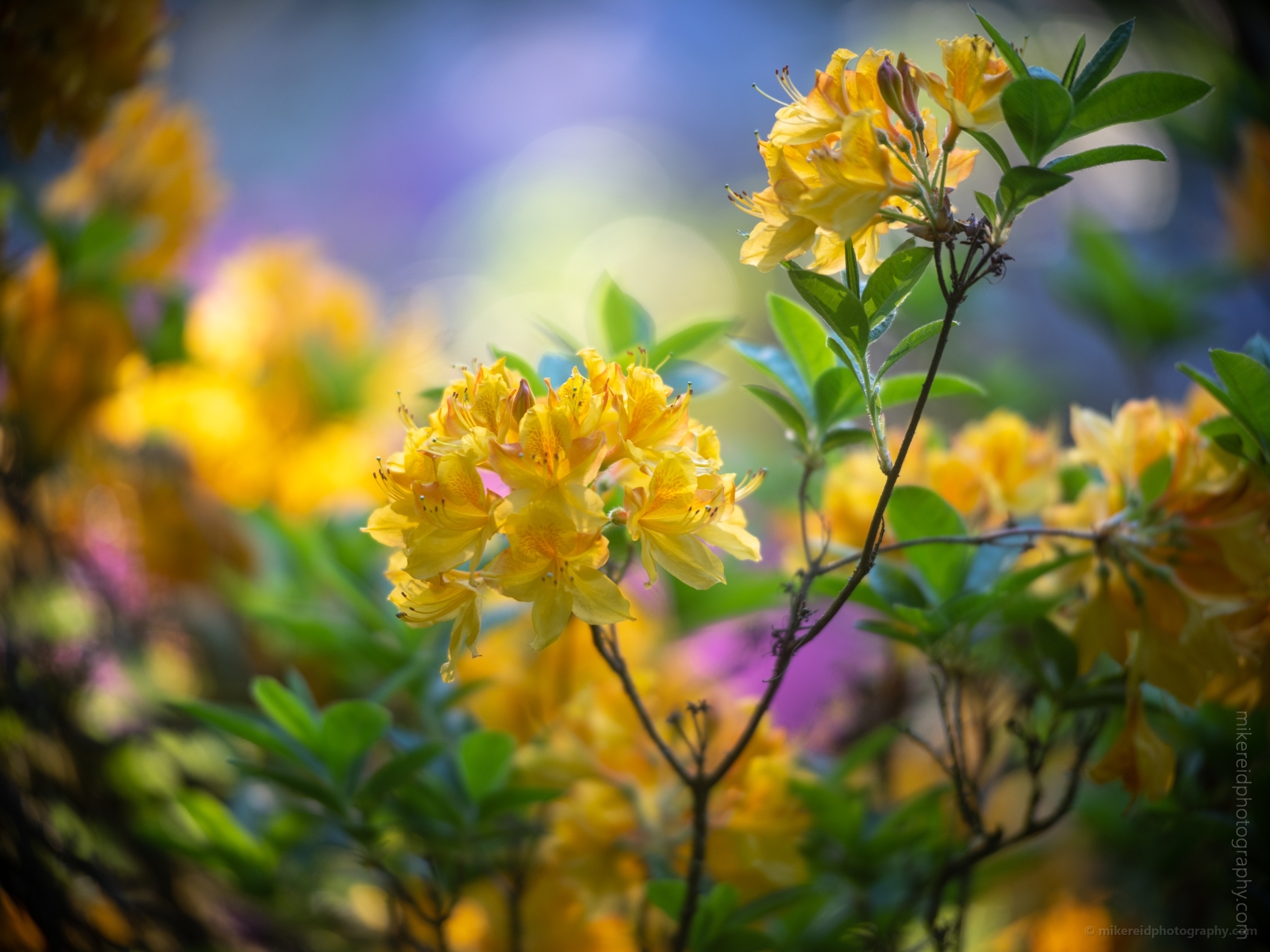 Rhododendron and Azaleas Photography Montage of Yellow Blooms .jpg