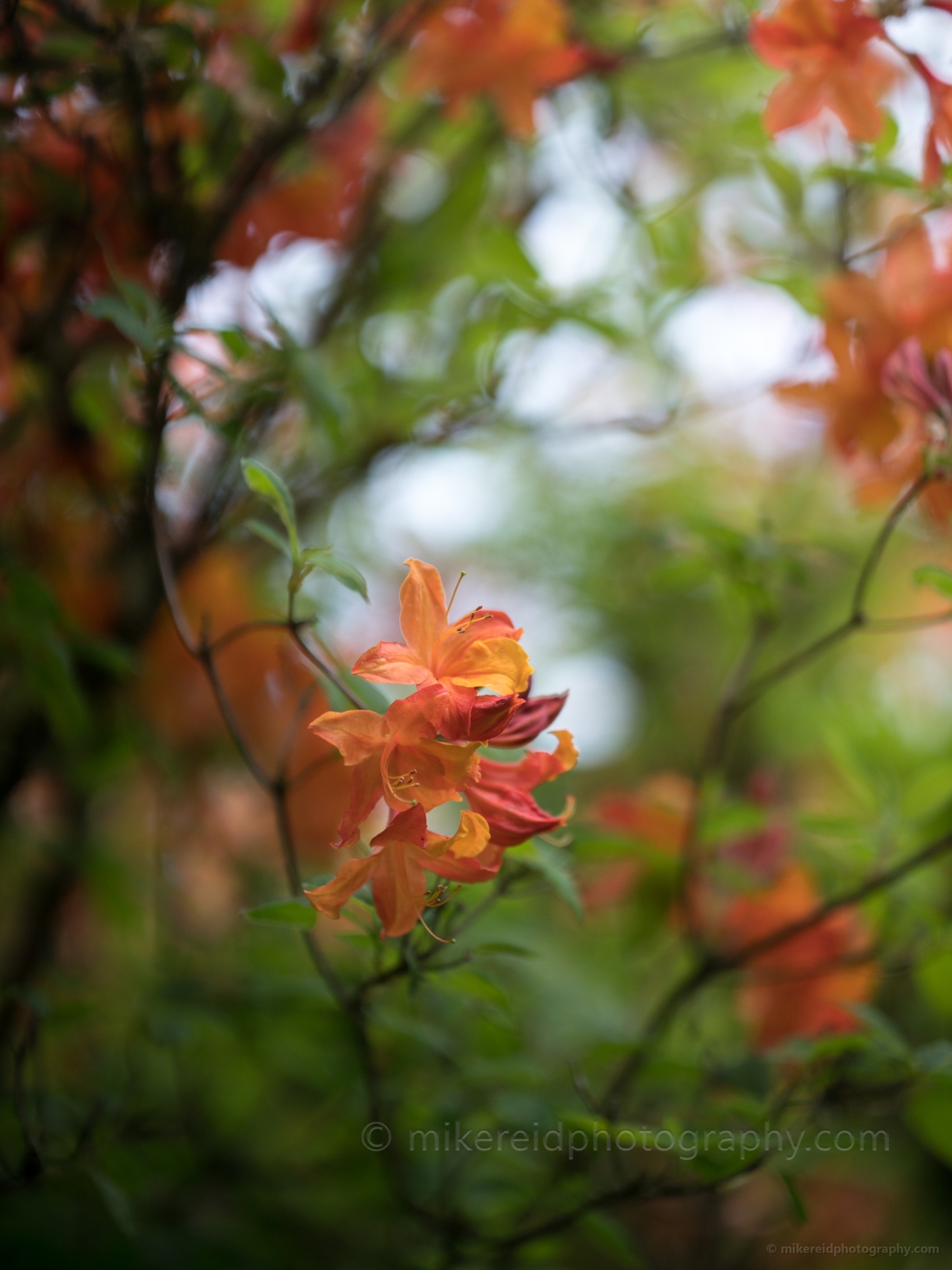 Rhododendron and Azaleas Photography Orange Blossoms and Branches