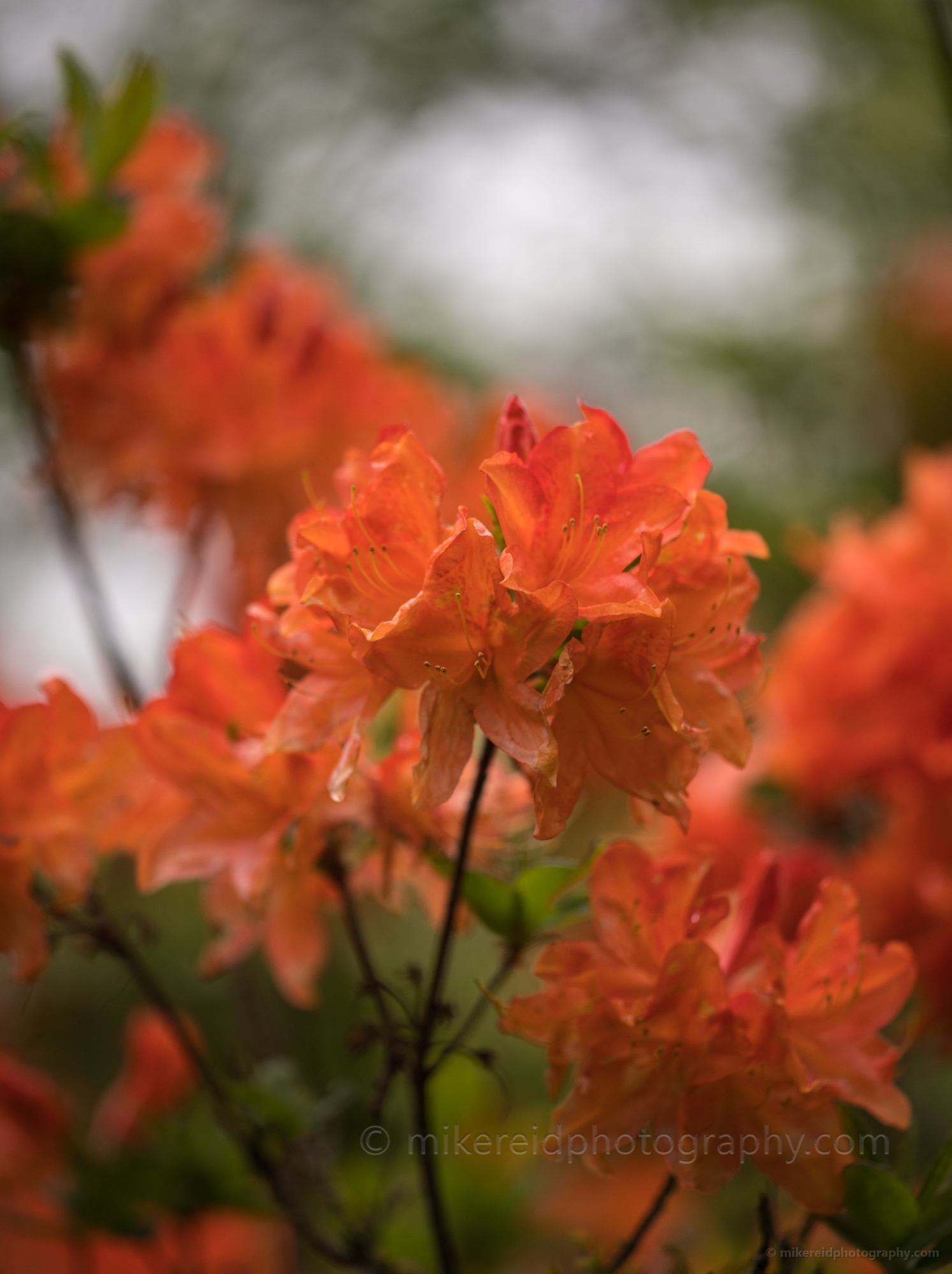 Rhododendron and Azaleas Photography Orange Delicate Blossoms
