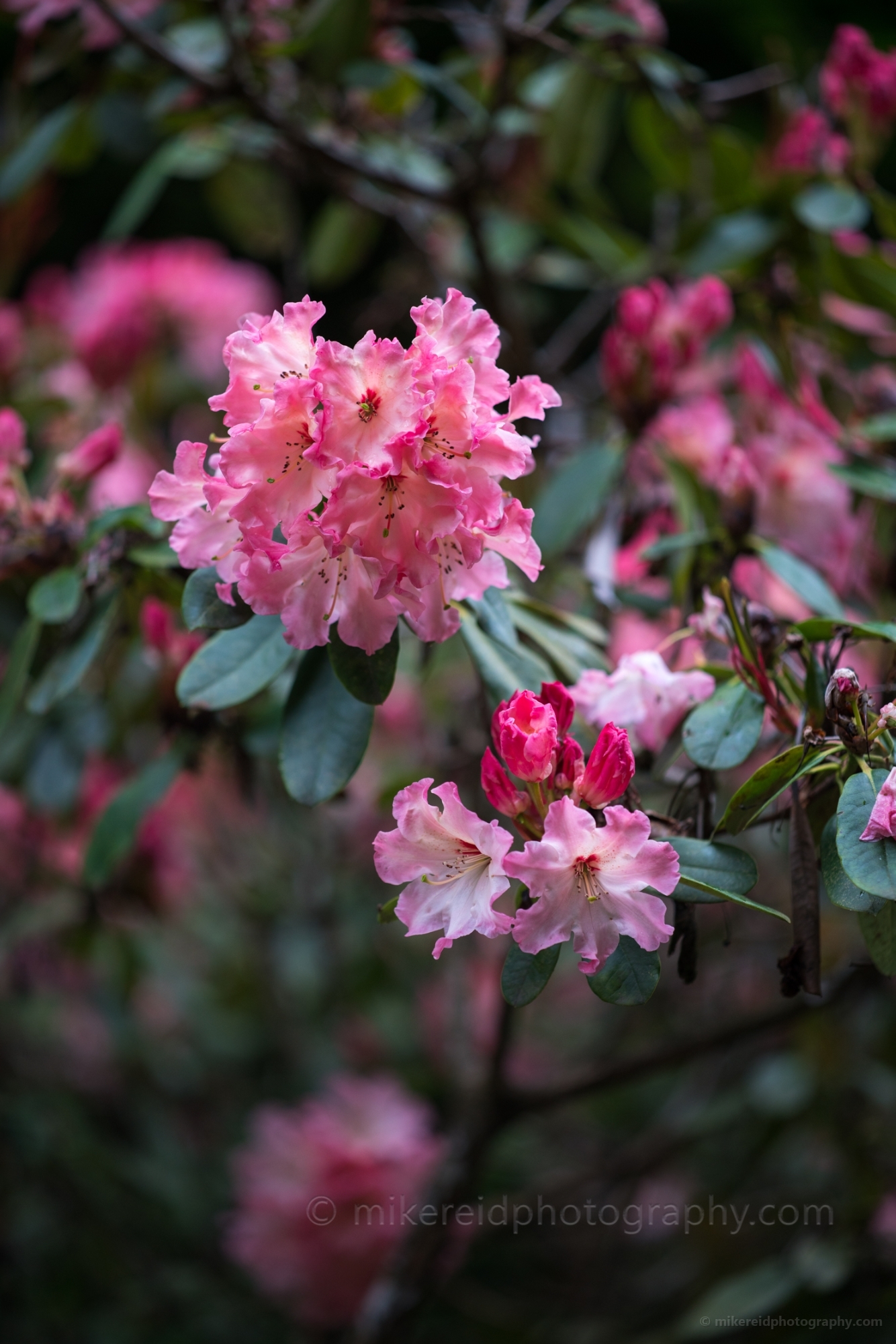 Rhododendron and Azaleas Photography Pink Blooms
