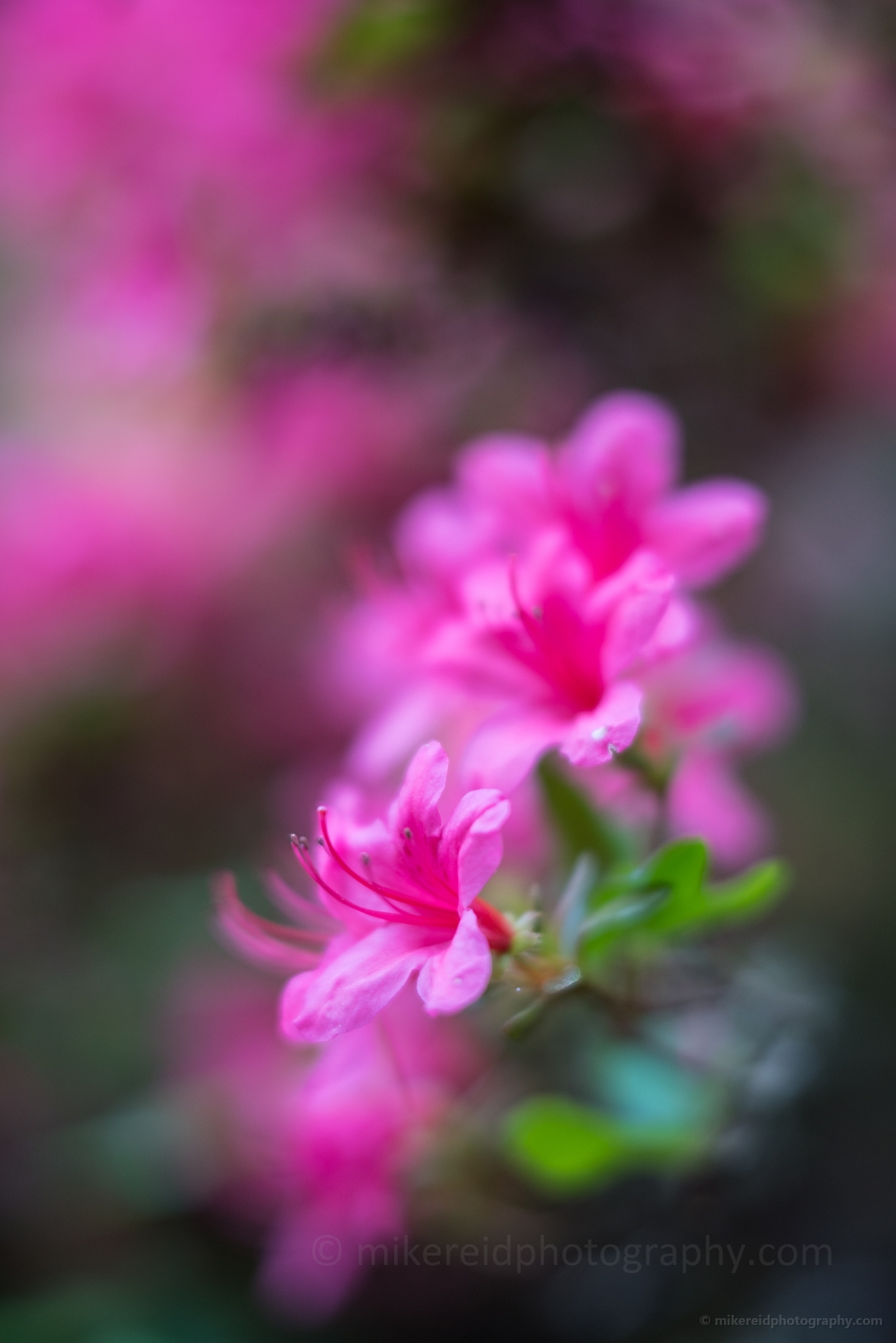Rhododendron and Azaleas Photography Pink and Flowers