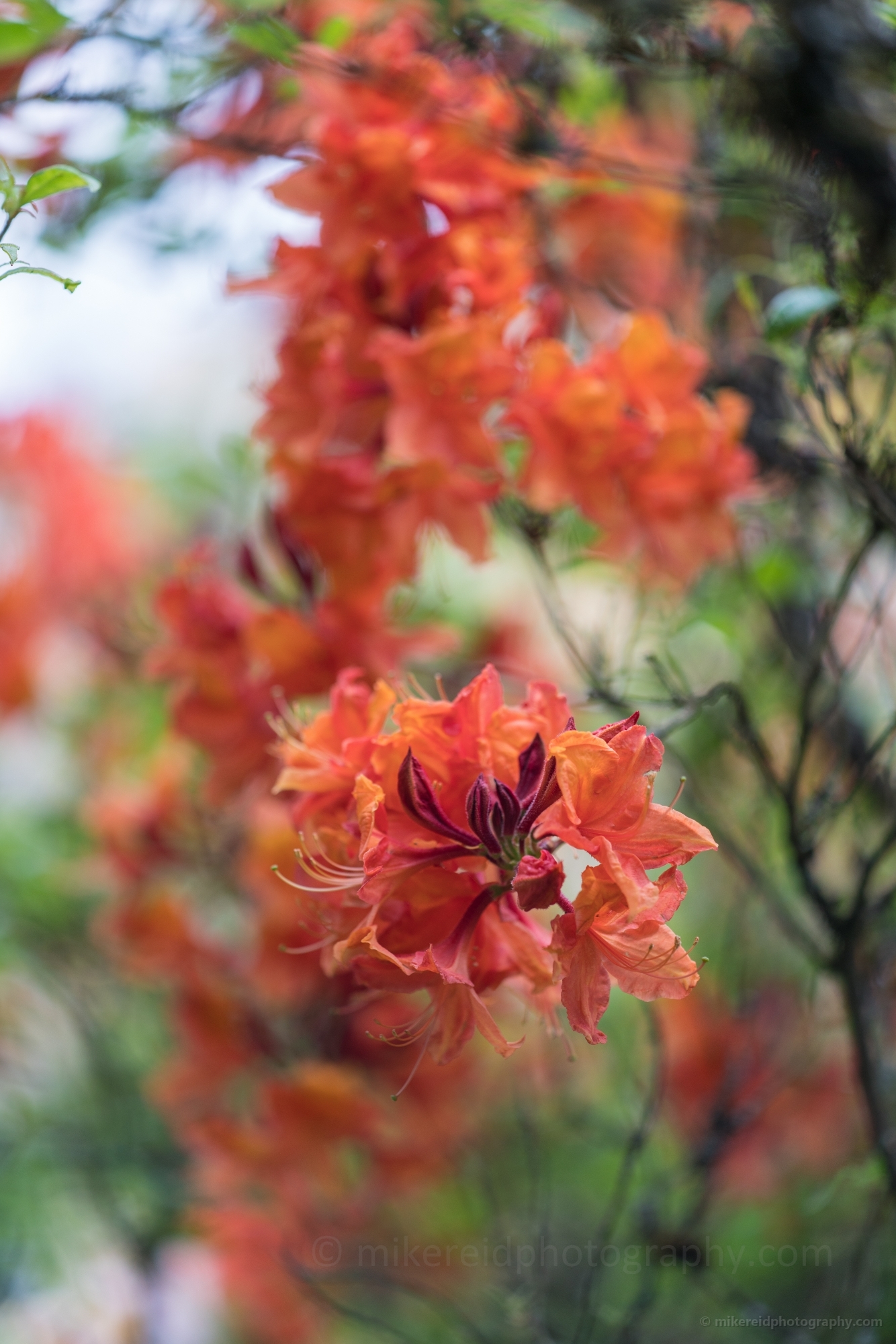 Rhododendron and Azaleas Photography Rich Colors