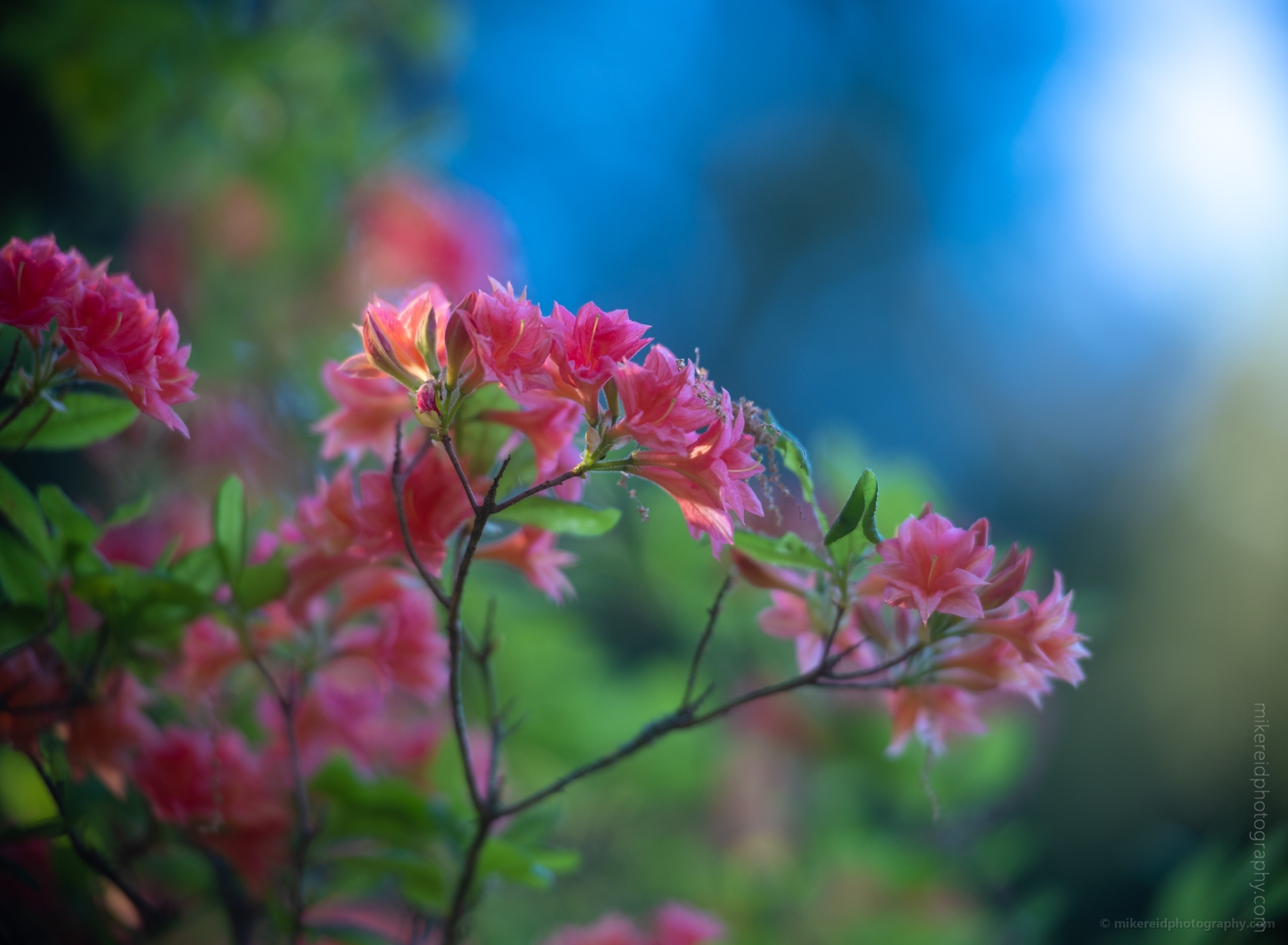 Rhododendron and Azaleas Photography Soft Pink Light