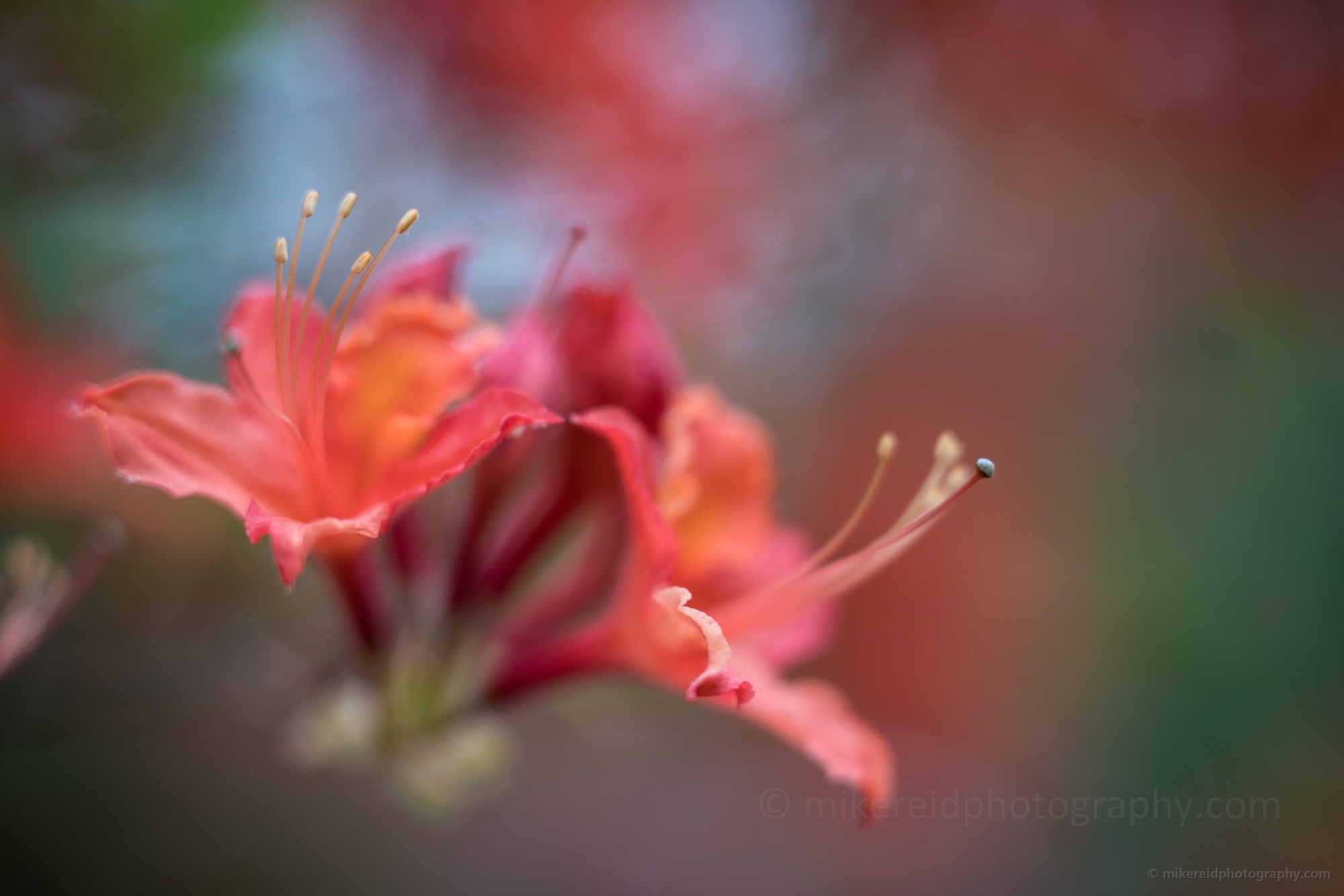 Rhododendron and Azaleas Photography Two Blooms Closeup
