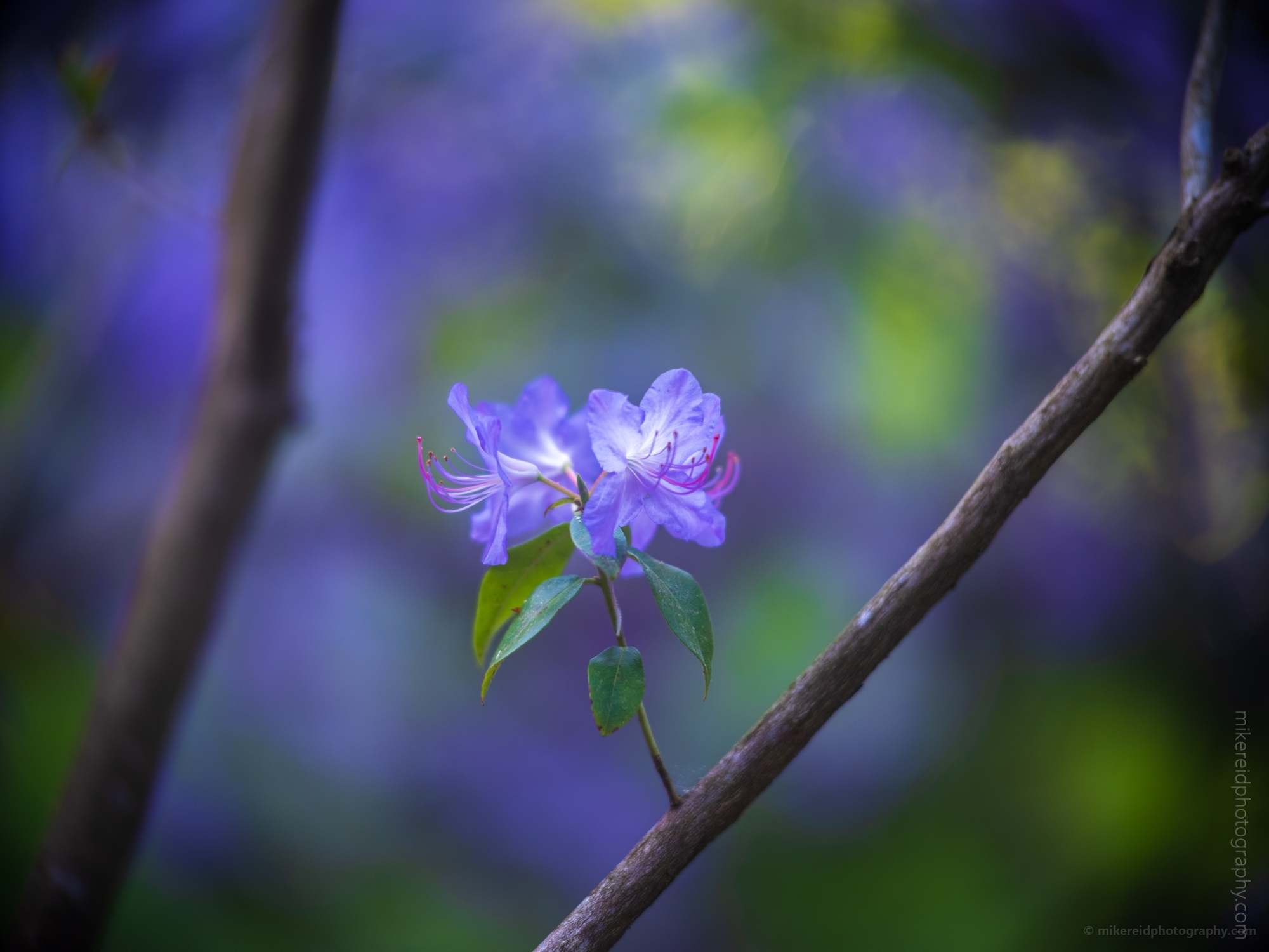 Rhododendron and Azaleas Photography Two Purple Blooms Standout.jpg