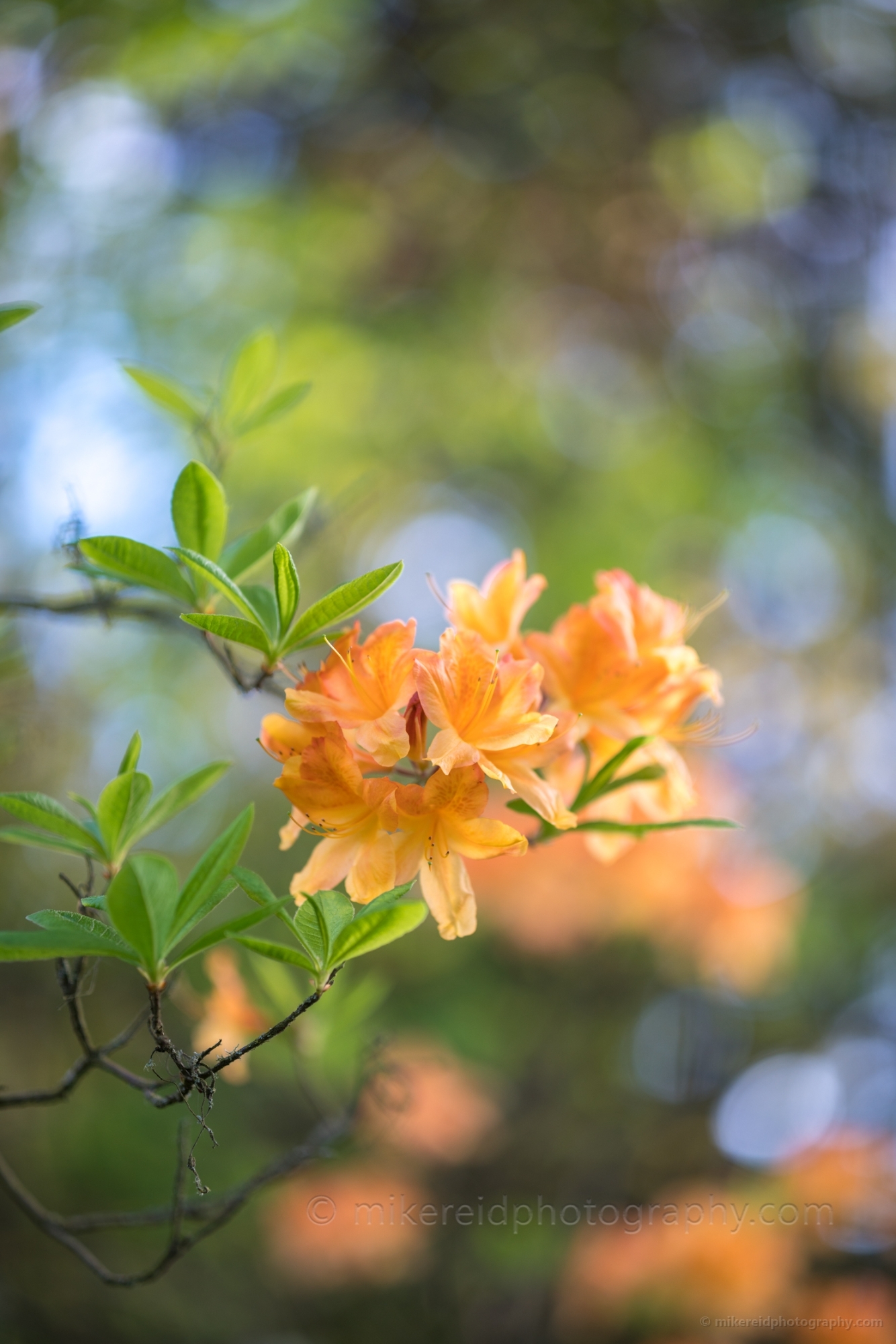 Rhododendron and Azaleas Photography Yellow Blooms Details