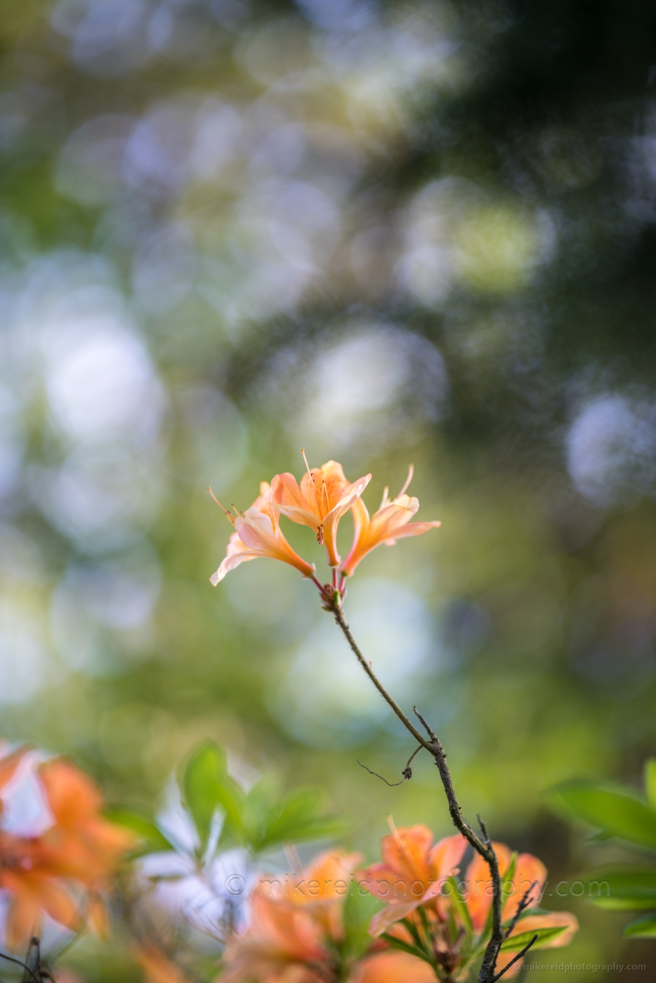 Rhododendron and Azaleas Photography Yellow Blossoms Bokeh