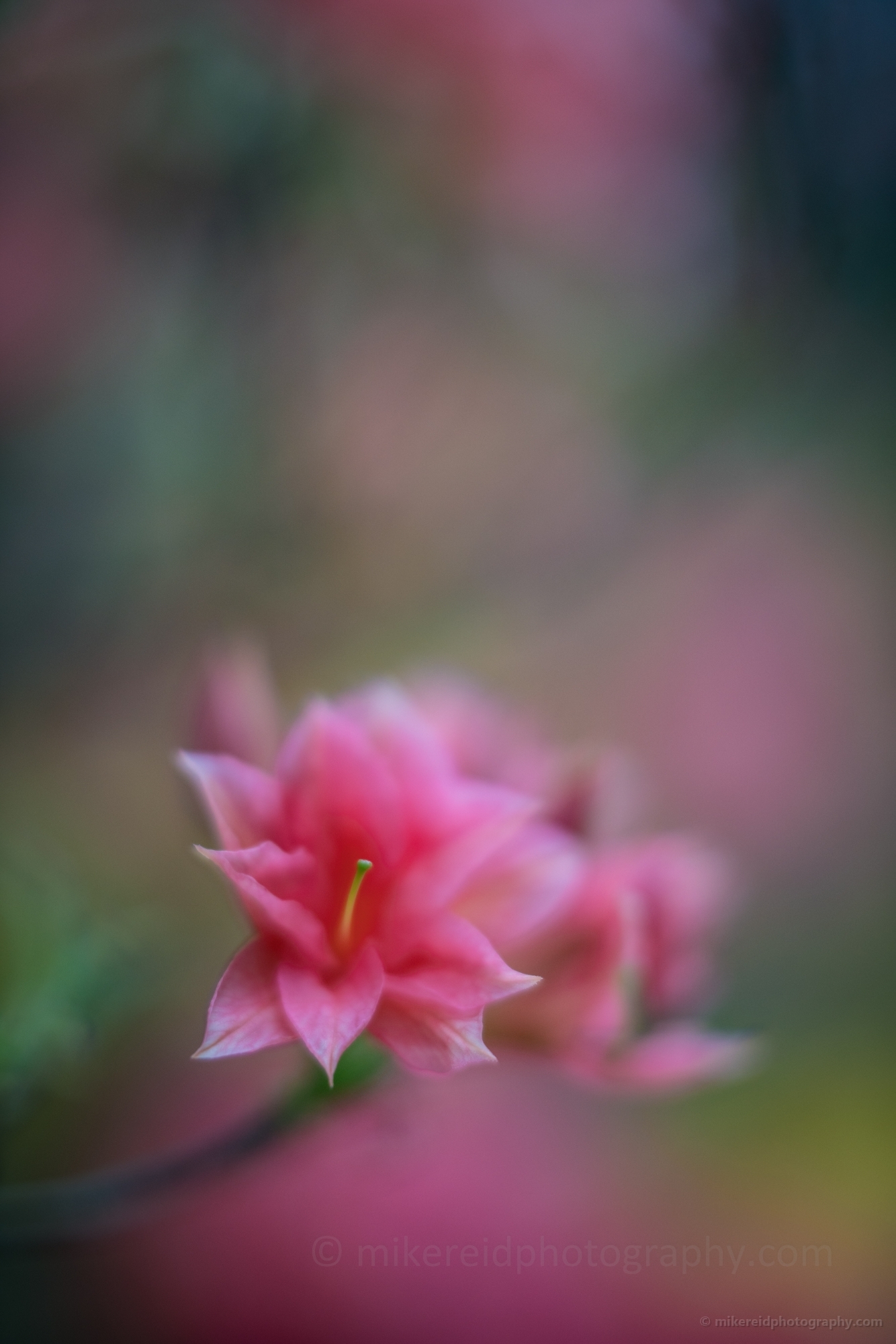 Single Pink Red Azaleas Bloom