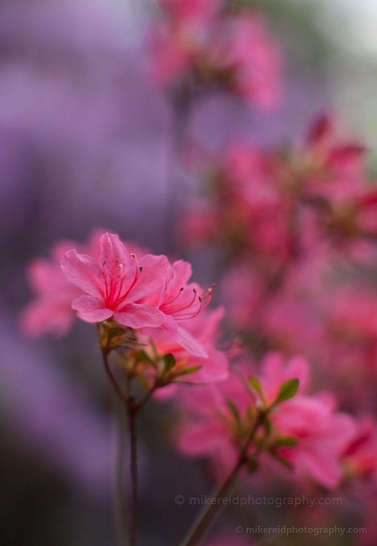 Soft Focus Rhododendrons