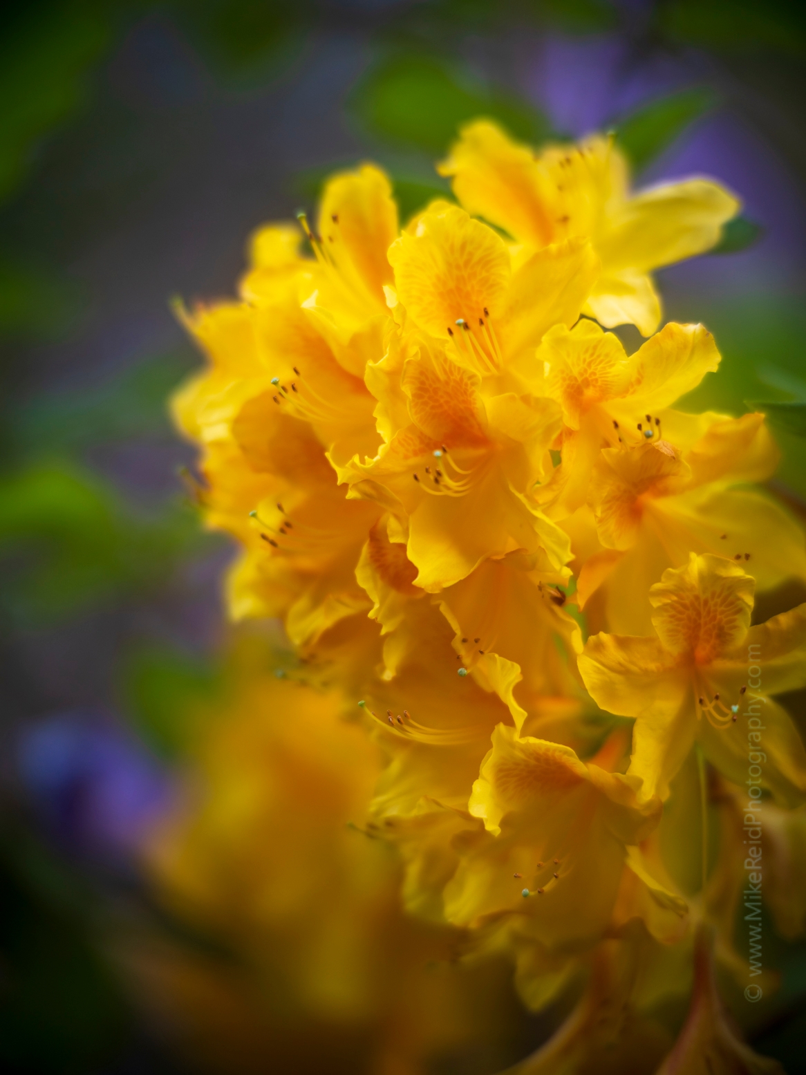 Soft Golden Yellow Cluster of Azaleas.jpg 