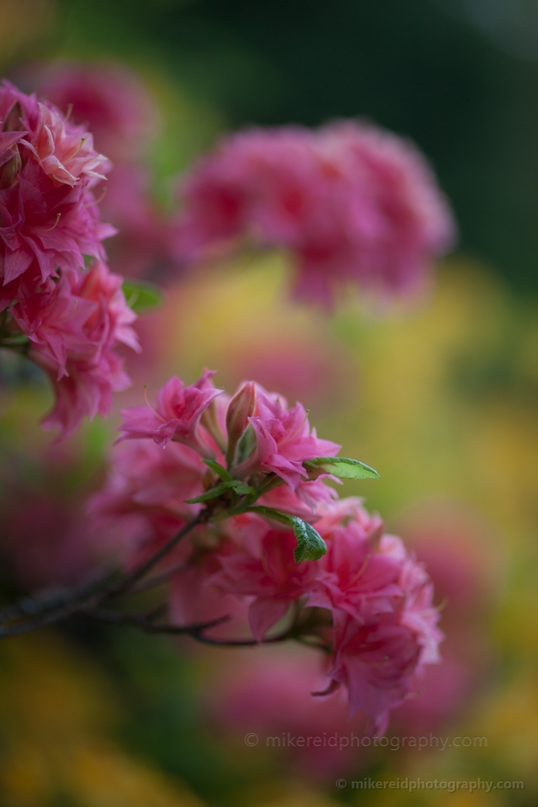 Soft Pink Blooms.jpg