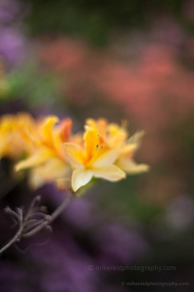 Soft Yellow Blooms.jpg