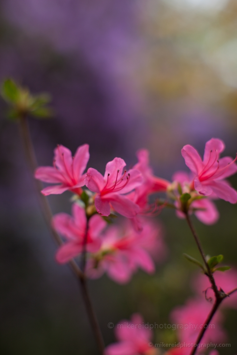 Tiny Vivid Azaleas Flowers.jpg 