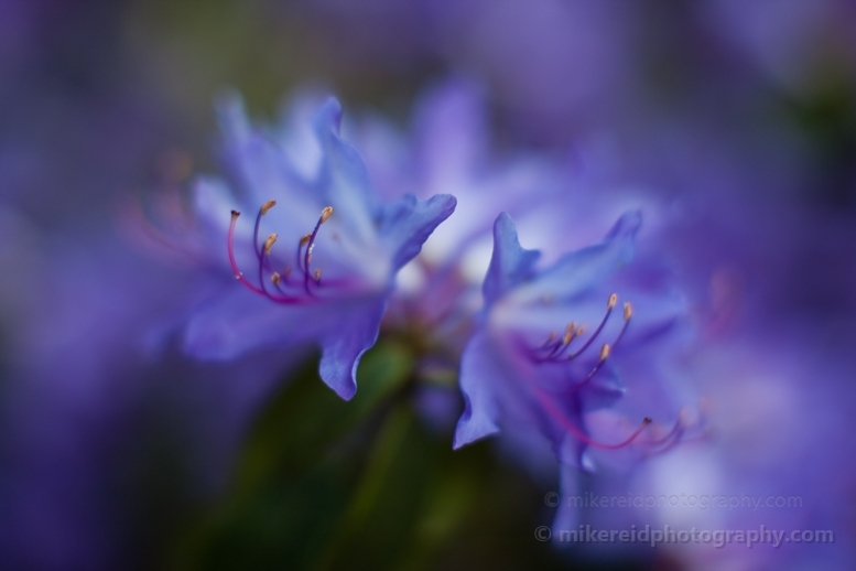 Vivid Purple Rhododendrons