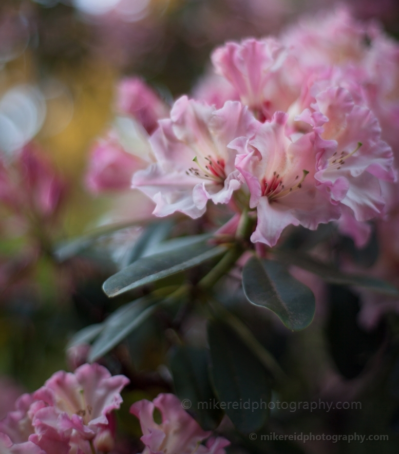 White Pink Rhododendrons Cluster.jpg 