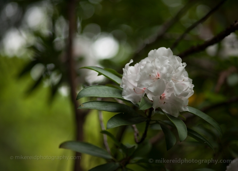 White Rhododendron Cluster Flowers