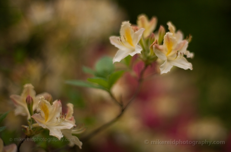Yellow Rhododendron Flowers Bloom