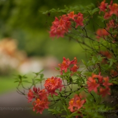 Arboretum Rhododendron Path.jpg