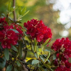Backlit Red Blossoms To order a print please email me at  Mike Reid Photography : flower, flowers, floral, bloom, blooms, spring, print on canvas, thin depth of field, art, flower art, rhododendrons, arboretum, canon flowers, 1.2 flowers