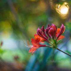 Backlit by Sunset Azaleas To order a print please email me at  Mike Reid Photography : Flower, flowers, floral, floral photography, thin dof, abstract photography, beauty, poetic, zeiss, reid, beautiful flowers, stunning, colorful, botanical, clivia, thin depth of field, macro, flower macro, dahlia, dahlias