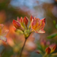 Beautiful Abstract Painterly Flowers To order a print please email me at  Mike Reid Photography : flower, flowers, floral, bloom, blooms, spring, print on canvas, thin depth of field, art, flower art, rhododendrons, arboretum, canon flowers, 1.2 flowers
