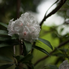 Beautiful White Rhododendron To order a print please email me at  Mike Reid Photography : flower, flowers, floral, bloom, blooms, spring, print on canvas, thin depth of field, art, flower art, rhododendrons, arboretum, canon flowers, 1.2 flowers