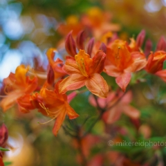 Blazing Orange Azaleas Golden Lights To order a print please email me at  Mike Reid Photography : Flower, flowers, floral, floral photography, thin dof, abstract photography, beauty, poetic, zeiss, reid, beautiful flowers, stunning, colorful, botanical, clivia, thin depth of field, macro, flower macro, dahlia, dahlias