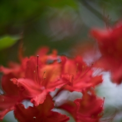 Bright Red Azaleas To order a print please email me at  Mike Reid Photography : flower, flowers, floral, bloom, blooms, spring, print on canvas, thin depth of field, art, flower art, rhododendrons, arboretum, canon flowers, 1.2 flowers, fine art flower prints, flower photography, bokeh, zeiss, depth of field