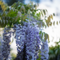 Cascading Wisteria Bokeh To order a print please email me at  Mike Reid Photography : flower, flowers, floral, bloom, blooms, spring, print on canvas, thin depth of field, art, flower art, rhododendrons, wisteria, canon flowers, 1.2 flowers, fine art flower prints, flower photography