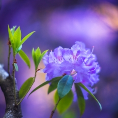 Cluster of Violet Azaleas in Soft Light.jpg
