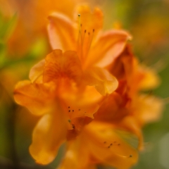 Clusters of Orange Blooms To order a print please email me at  Mike Reid Photography : flower, flowers, floral, bloom, blooms, spring, print on canvas, thin depth of field, art, flower art, rhododendrons, arboretum, canon flowers, 1.2 flowers, fine art flower prints, flower photography